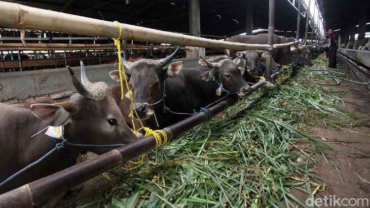 Wagub DKI Pantau Hewan Kurban Jelang Idul Adha kini hewan qurban mulai bermunculan di Jakarta, Pemprov DKI melalui Wakil Gubernur DKI Ahmad Riza Patria mengecek langsung kesiapan hewan qurban di PD Dharma Jaya, Jakarta Timur, Rabu (16/7/2020).