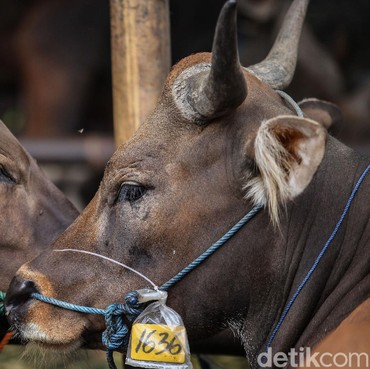 Tata Cara Menyembelih Hewan Qurban Saat Idul Adha yang Benar dalam Islam