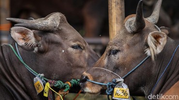 img-title Tata Cara Menyembelih Hewan Qurban Saat Idul Adha yang Benar dalam Islam