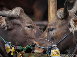 Apa Arti Qurban dalam Raya Idul Adha? Ini Hukum dan Ketentuannya