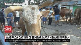 VIDEO: Waspada Cacing di Sekitar Mata Hewan Kurban
