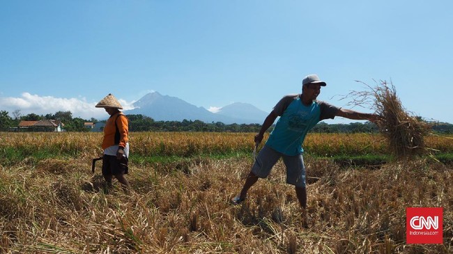 BPS mencatat upah riil buruh tani naik 0,04 persen dari Rp52.594 menjadi Rp52.750 per hari pada Agustus 2020 di tengah tekanan corona. 