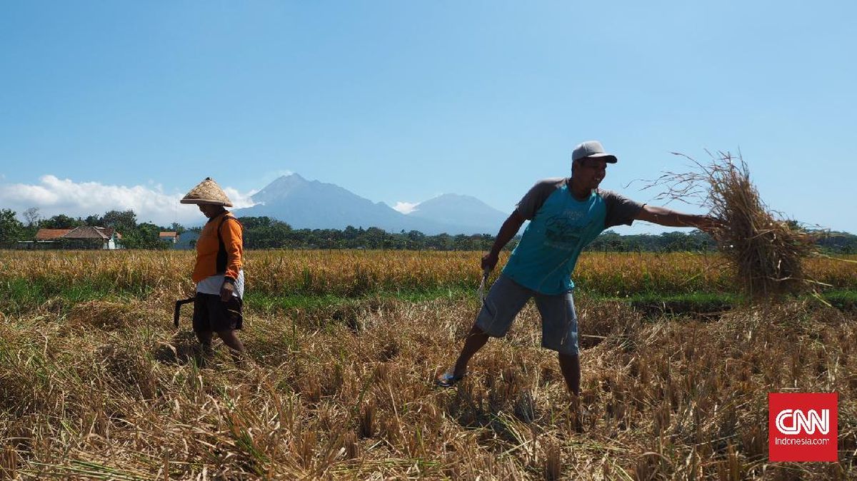 Pupuk Indonesia Perkuat Pendampingan Petani Lewat Program Rembuk Tani