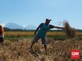Upah Buruh Tani Naik di Tengah Tekanan Corona
