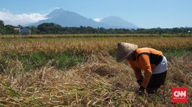 RNI Bakal Ikut Andil Garap Food Estate di Kalteng