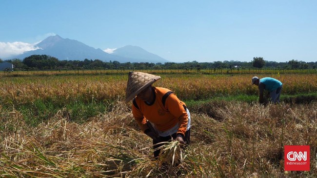 BKF mengklaim PMK 89/2020 yang dirilis beberapa waktu lalu bisa memberikan kemudahan pada petani dalam memenuhi kewajiban pajaknya.