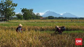 Nilai Tukar Petani Membaik Jadi 100,65 per Agustus