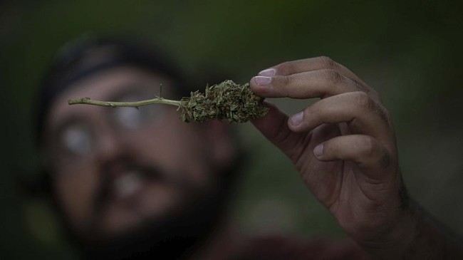 DPR Amerika Serikat yang didominasi oleh Partai Demokrat menyetujui undang-undang (UU) untuk mendekriminalisasi dan mengenakan pajak ganja di tingkat federal.
