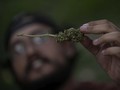 Beda Kandungan Kimia Ganja yang Dilegalkan untuk Medis