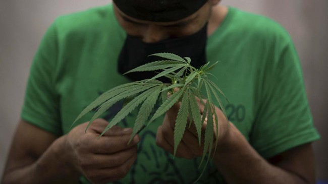 Gugatan itu diajukan oleh seorang ibu rumah tangga ke MK yang  ingin ganja medis dapat digunakan sebagai terapi pengobatan.