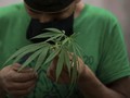 Sisi Sains Ganja yang Direstui Dihapus dari Obat Berbahaya