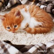 Kucing Kesayangan Mengalami Flu? Lakukan Cara Ini untuk Kembalikan Keceriaannya