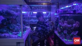Penjualan Ikan Hias Suasana jual beli ikan hias di Pasar Ikan Hias Sumenep, Jakarta, Jumat, 17 Juli 2020. Selama pandemi corona ekspor ikan hias Indonesia anjlok 24,7 persen atau hanya USD 6,41 juta. Jumlah tersebut berdasarkan catatan Dewan Ikan Hias Indonesia (DIHI) selama periode kuartal I 2020 dibanding periode sama pada tahun sebelumnya. CNN Indonesia/Bisma Septalisma