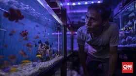 FOTO : Penjual Ikan Hias Bertahan di Tengah Pandemi