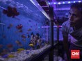 FOTO : Penjual Ikan Hias Bertahan di Tengah Pandemi