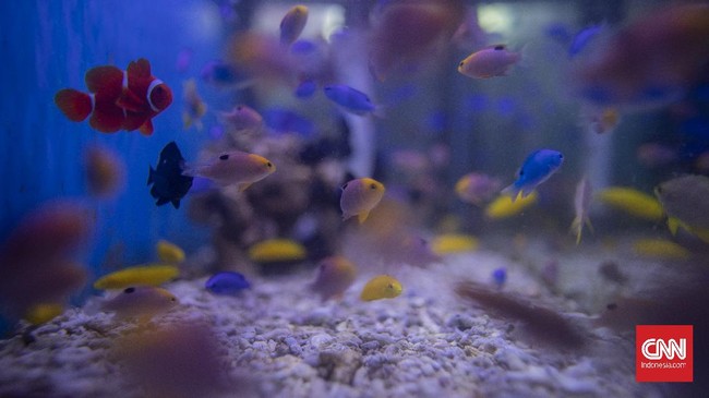 FOTO : Penjual Ikan Hias Bertahan di Tengah Pandemi