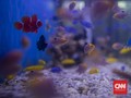 9 Jenis Ikan Hias Air Tawar yang Mudah Dipelihara