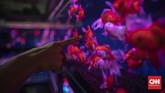 Penjualan Ikan Hias Suasana jual beli ikan hias di Pasar Ikan Hias Sumenep, Jakarta, Jumat, 17 Juli 2020. Selama pandemi corona ekspor ikan hias Indonesia anjlok 24,7 persen atau hanya USD 6,41 juta. Jumlah tersebut berdasarkan catatan Dewan Ikan Hias Indonesia (DIHI) selama periode kuartal I 2020 dibanding periode sama pada tahun sebelumnya. CNN Indonesia/Bisma Septalisma
