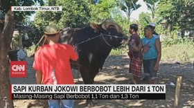 VIDEO: Sapi Kurban Jokowi Berbobot Lebih dari 1 Ton