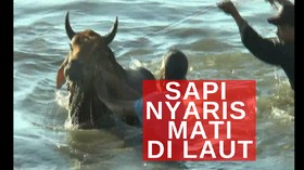VIDEO: Sejumlah Sapi Kurban Nyaris Mati di Laut