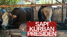 VIDEO: Presiden Jokowi Beli 2 Sapi untuk Idul Adha