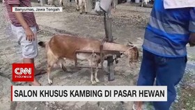 VIDEO: Salon Khusus Kambing di Pasar Hewan