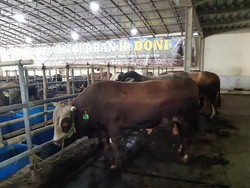 Bisnis Hewan Kurban di Tengah Pandemi Masih Moncer?