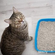 Ini Alasan Kucing Peliharaan Enggan Buang Air di Tempat yang Sudah Disediakan