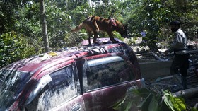Ada 38 Korban Tewas Banjir Luwu Utara, Pencarian Diperpanjang