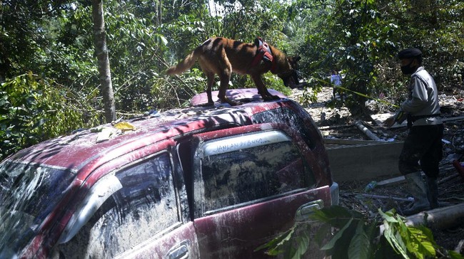 Anggota Kepolisian bersama anjing pelacak mencari korban di sekitar kendaraan yang tertimbun material lumpur banjir bandang di Desa Radda, Kabupaten Luwu Utara, Sulawesi Selatan, Minggu (19/7/2020). Sebanyak dua anjing pelacak dikerahkan guna mencari korban yang masih tertimbun material lumbur akibat diterjang banjir bandang. ANTARA FOTO/Abriawan Abhe/foc.