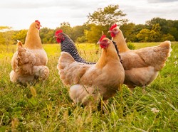 Pelihara Ayam Saat Pandemi Corona, Keluarga Ini Tak Perlu Beli Telur Lagi