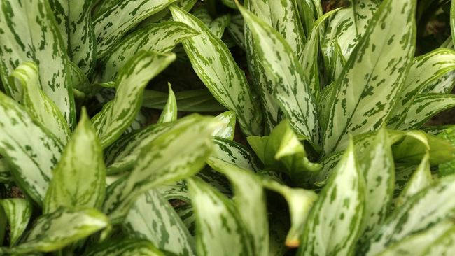 Keindahan daun-daun yang berwarna dan punya motif yang variatif dan tak sulit perawatannya menjadi alasan aglonema banyak diminati.