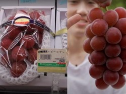 Wow! Anggur Mahal Asal Jepang Ini Dilelang Seharga Rp 178 Juta