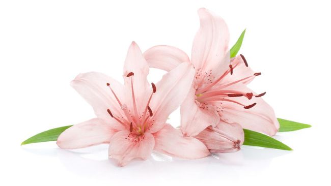 Two pink lily flowers. Isolated on white background