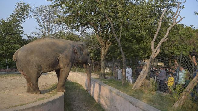 Media representatives take video and photographs of Elephant Kaavan as it stands behind a fence at the Marghazar Zoo in Islamabad on July 18, 2020. - A Pakistani court approved the relocation of a lonely and mistreated elephant to Cambodia on July 18 after the pachyderm became the subject of a high-profile rights campaign backed by music star Cher. (Photo by Farooq NAEEM / AFP)
