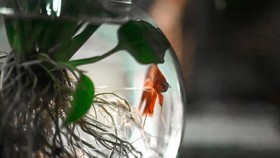 Hiasan Indoor: Aglonema 'Hidroponik' Bersama Ikan Cupang