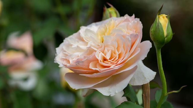 Pink juliet rose in close up