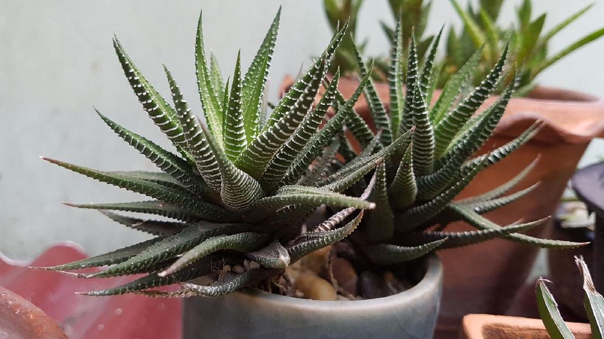 5 Jenis Kaktus Indoor untuk Pemanis Sudut Rumah
