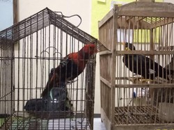 Jual Tiong Emas-Nuri Kalung Ungu Lewat FB, Pria di Sumbar Ditangkap Polisi