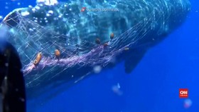 VIDEO: Paus Sperma Terjebak Jaring Nelayan