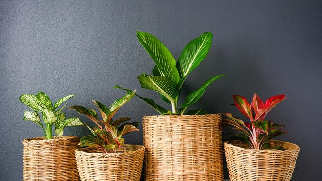 Salah satu jenis aglonema yang kian diburu para kolektor tanaman hias adalah aglonema mutasi. Berikut 7 jenis tanaman hias aglonema mutasi.
