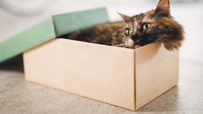 Baik kucing maupun anjing bisa mengalami ketakutan atau stres ketika bunyi petasan muncul berulang-kali. Simak tips untuk meredakan kegelisahan mereka.