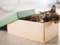 Alasan Kucing Suka Meringkuk dalam Kardus