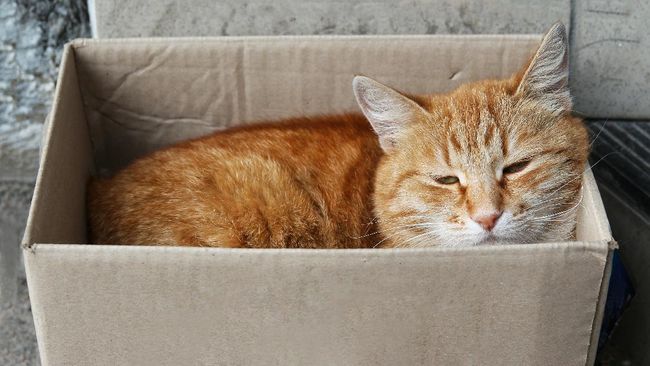 Sebuah temuan kasus Covid-19 di Inggris menunjukkan bahwa virus SARS-CoV-2 dapat menular dari manusia ke kucing peliharaan.