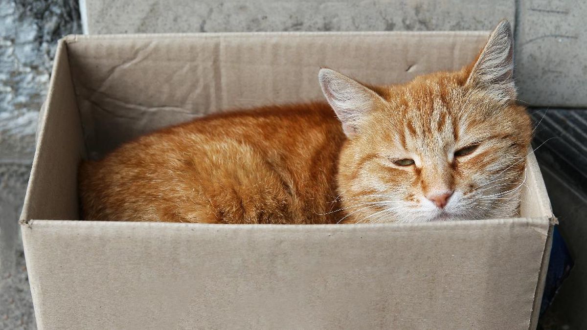 5 Alasan Kucing Suka Tidur di Kardus, Bukan Sekadar Iseng