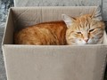 Studi Temukan Infeksi Covid-19 dari Manusia ke Kucing