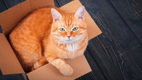5 Bahaya Bakteri dan Jamur pada Bulu Kucing