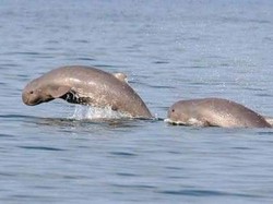 Rawan Punah! Populasi Pesut Mahakam Kalimantan Cuma Tersisa 62 Ekor
