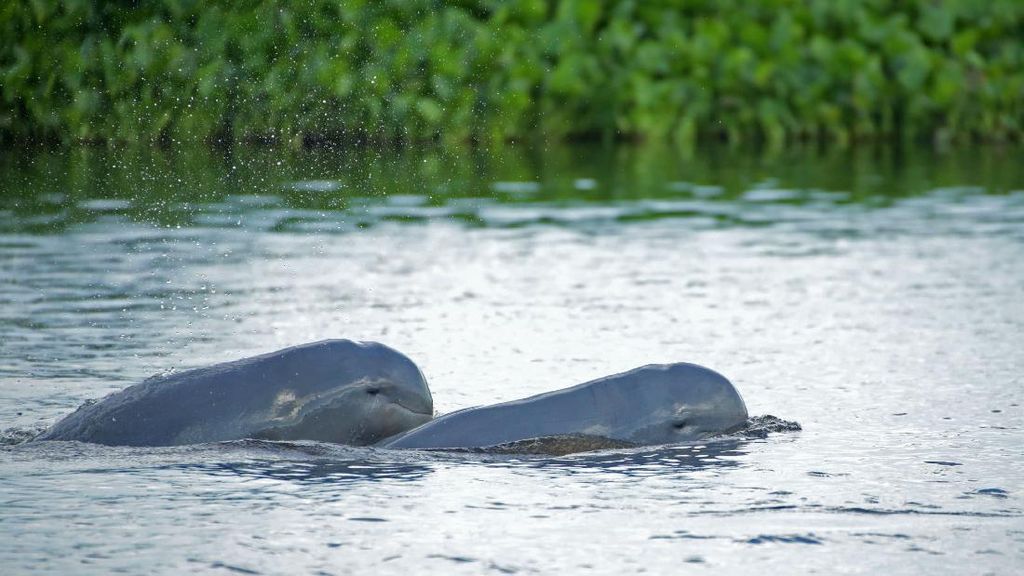 Pesut Mahakam Tinggal 66 Ekor, KLH Siapkan Penyelamatan Darurat