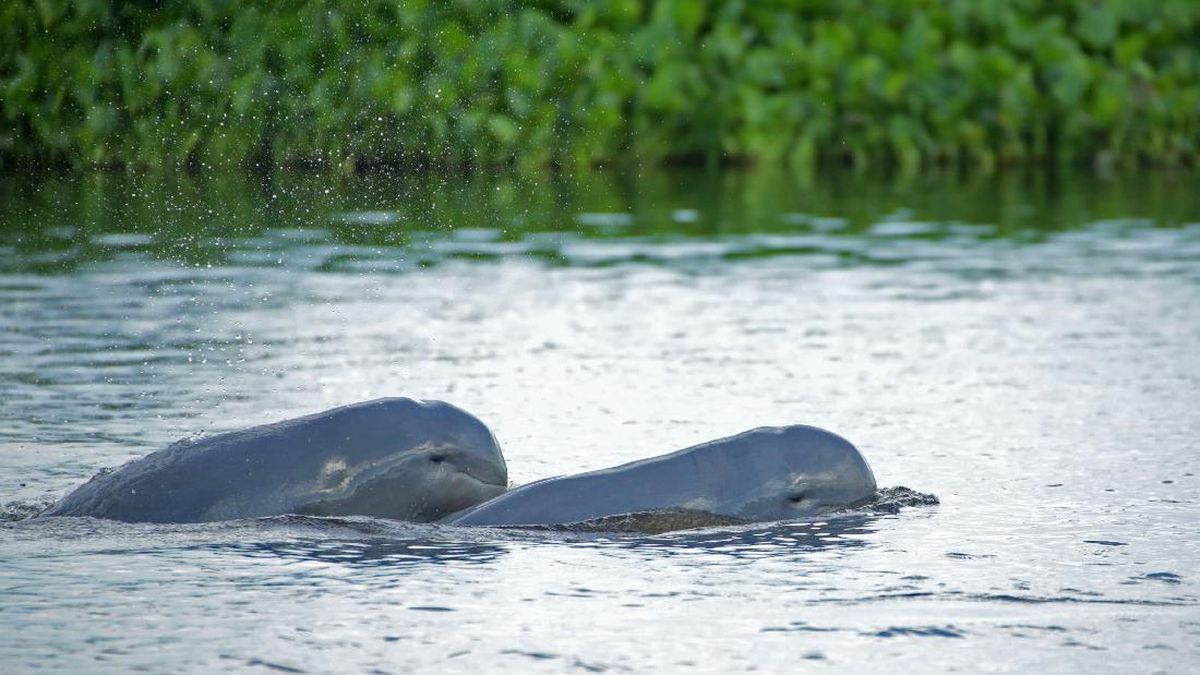 Pesut Mahakam Tinggal 66 Ekor, KLH Siapkan Penyelamatan Darurat